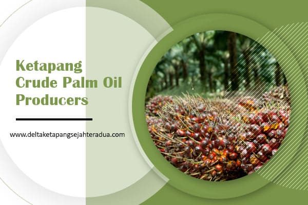 Ketapang crude palm oil producers