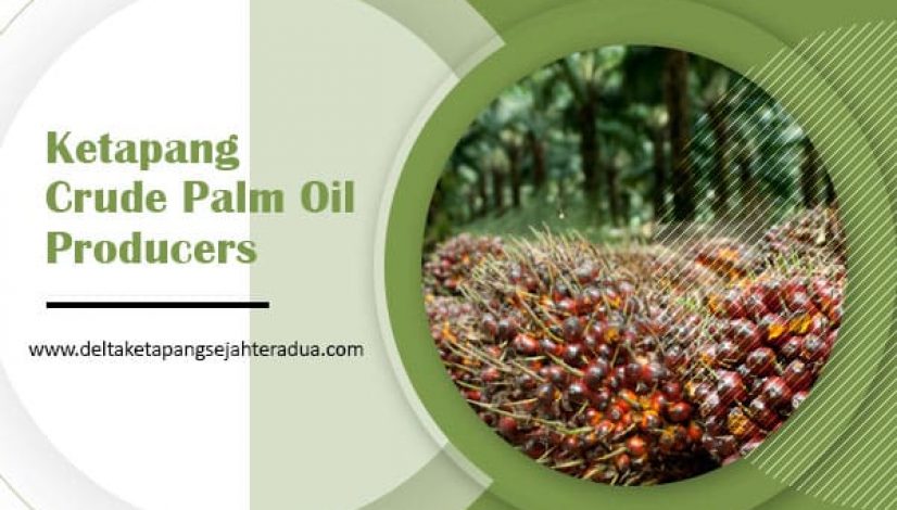 Ketapang crude palm oil producers